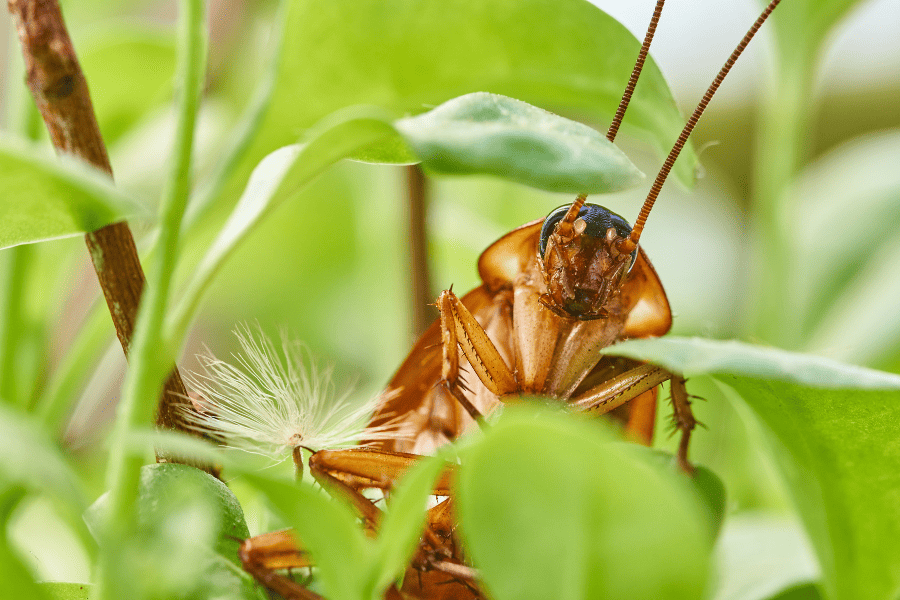 preventing roaches