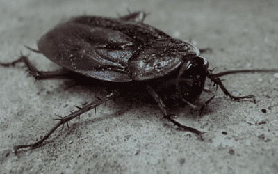 What Tennessee Homeowners Should Know About Smokybrown Cockroaches