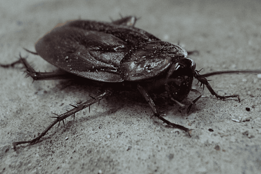 smokybrown cockroaches