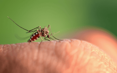 Mosquito Prevention For My Homestead Home