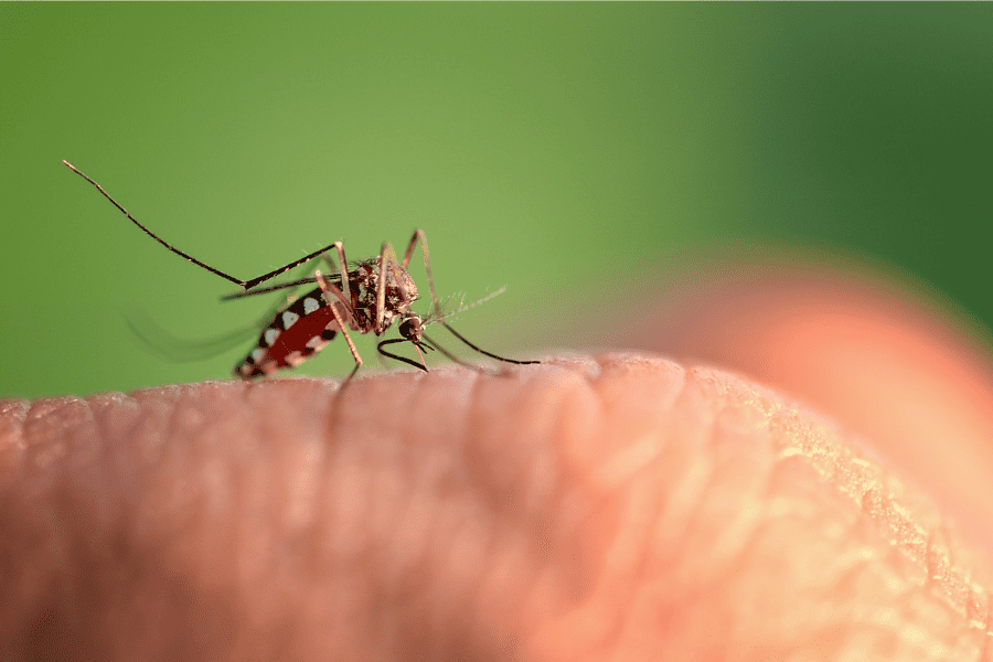 Mosquito Prevention For My Homestead Home