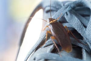 Roaches Lauderdale Lakes, FL