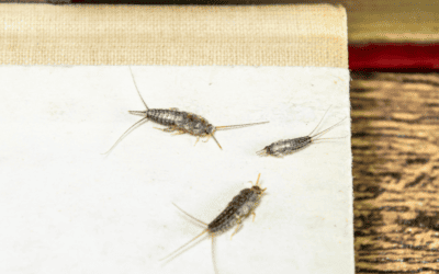 Why am I Suddenly Seeing Silverfish in My Hialeah Home?