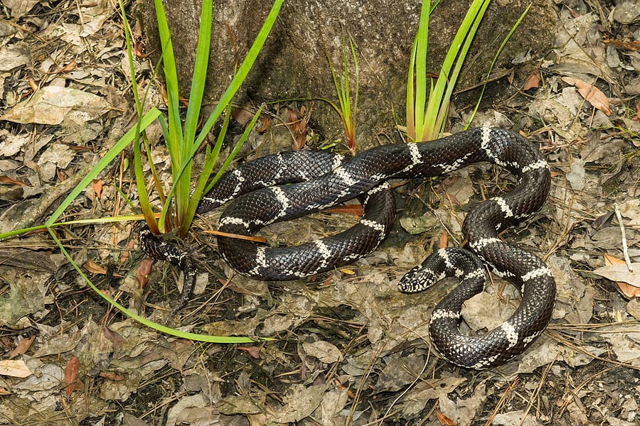 5 Ways To Keep Snakes Away