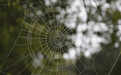 Are There Venomous Spiders in Copeland?