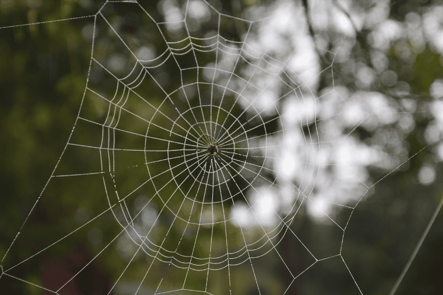 Are There Venomous Spiders in Copeland?