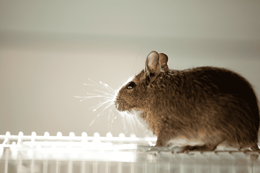 Why Are Rodents Invading My Punta Gorda Home?
