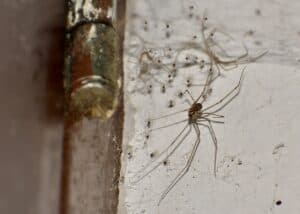daddy long legs