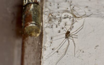 Daddy Long Legs vs Cellar Spiders