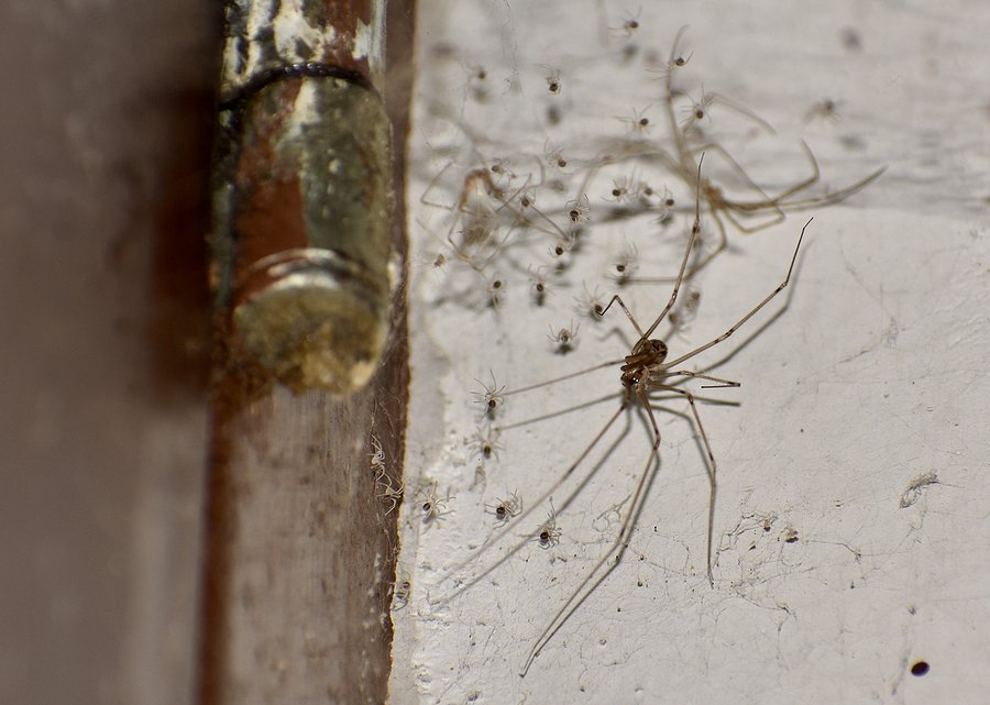 Daddy Long Legs vs Cellar Spiders