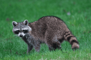 Raccoon