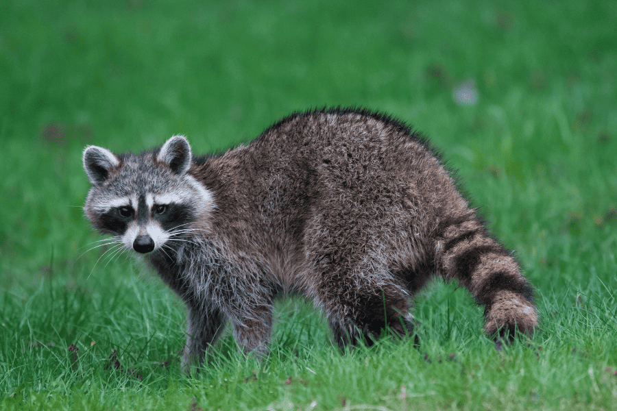 Raccoons