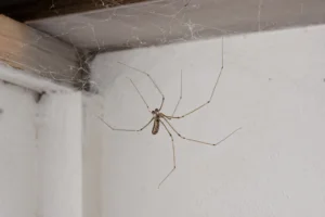 A cellar spider hanging in a tangled web in a residential basement corner — the spider most often called a daddy long legs in the Southeast.