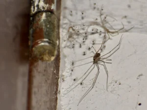Cellar spider vs daddy long legs — a Northwest Exterminating identification guide for Southeast homeowners.