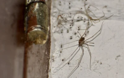 Cellar Spider vs Daddy Long Legs — How to Identify & Compare