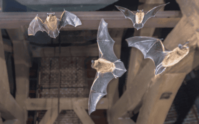 Common Georgia Bats and What to Do If They Invade