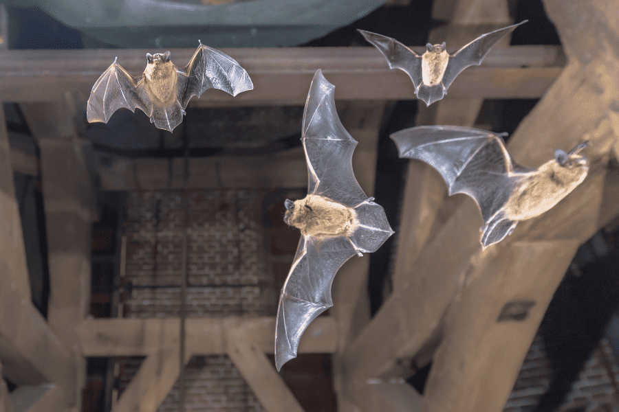 Common Georgia Bats and What to Do If They Invade