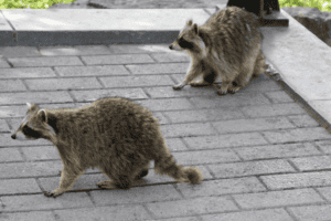 common wildlife in georgia