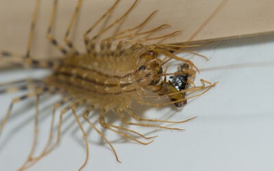 How To Get Rid of House Centipedes