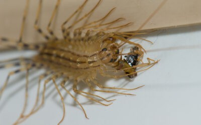 How To Get Rid of House Centipedes