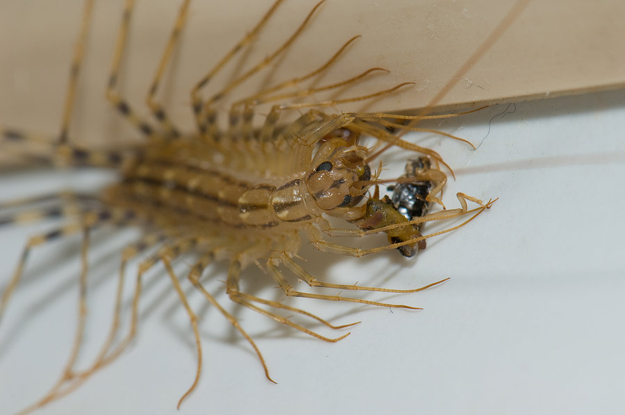 How To Get Rid of House Centipedes