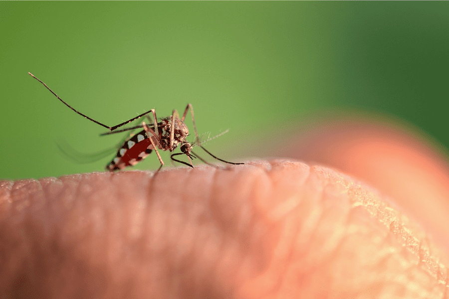 mosquito season in florida