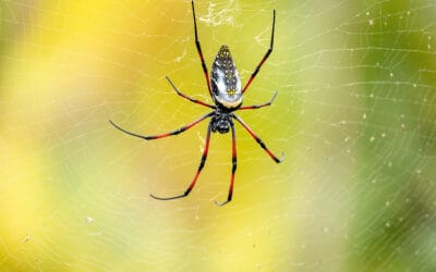 What Are These Huge Spiders in My Yard?