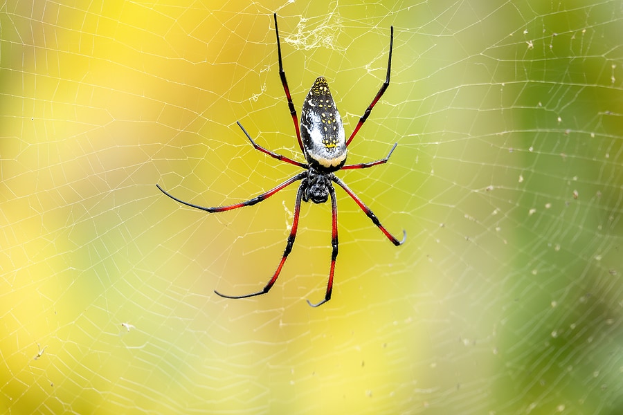 orb weaver spiders