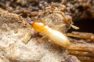 signs of subterranean termites