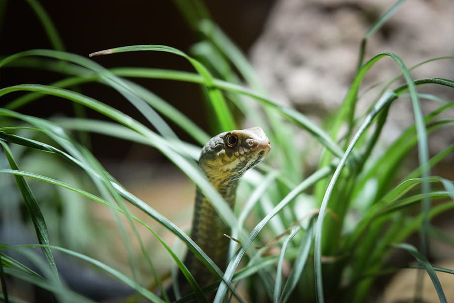 Natural cheap snake repellent