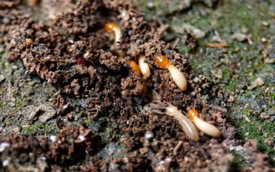 When Is Termite Treatment Necessary?