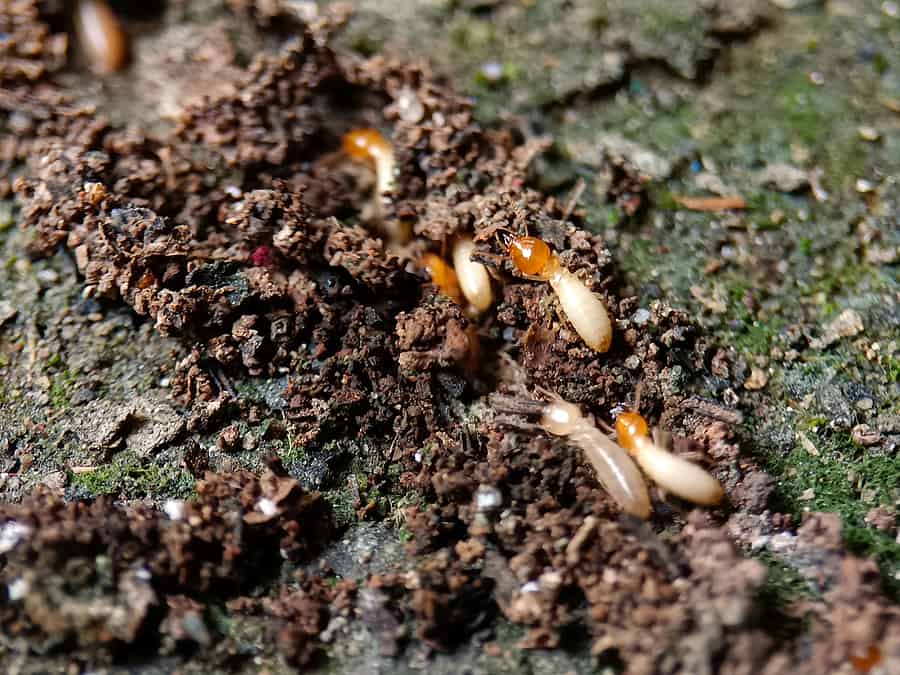 When Is Termite Treatment Necessary?
