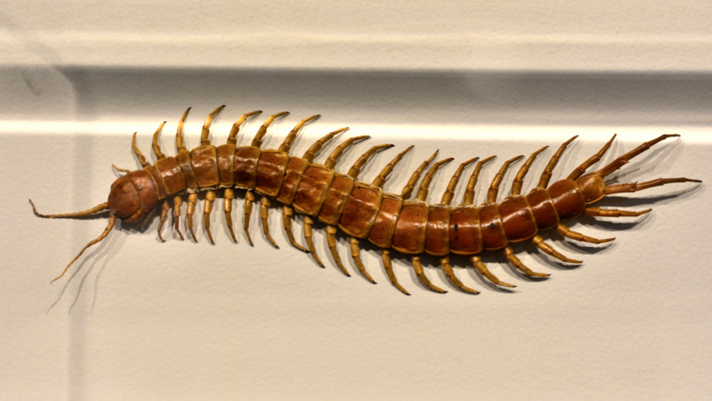 What Attracts Centipedes? Household Pests