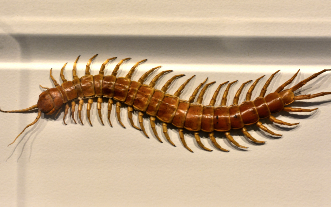 What Attracts Centipedes?