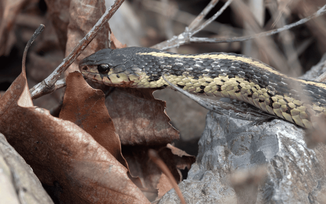 Do Snakes Hibernate?