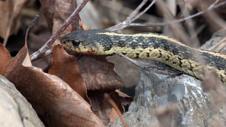 snake control