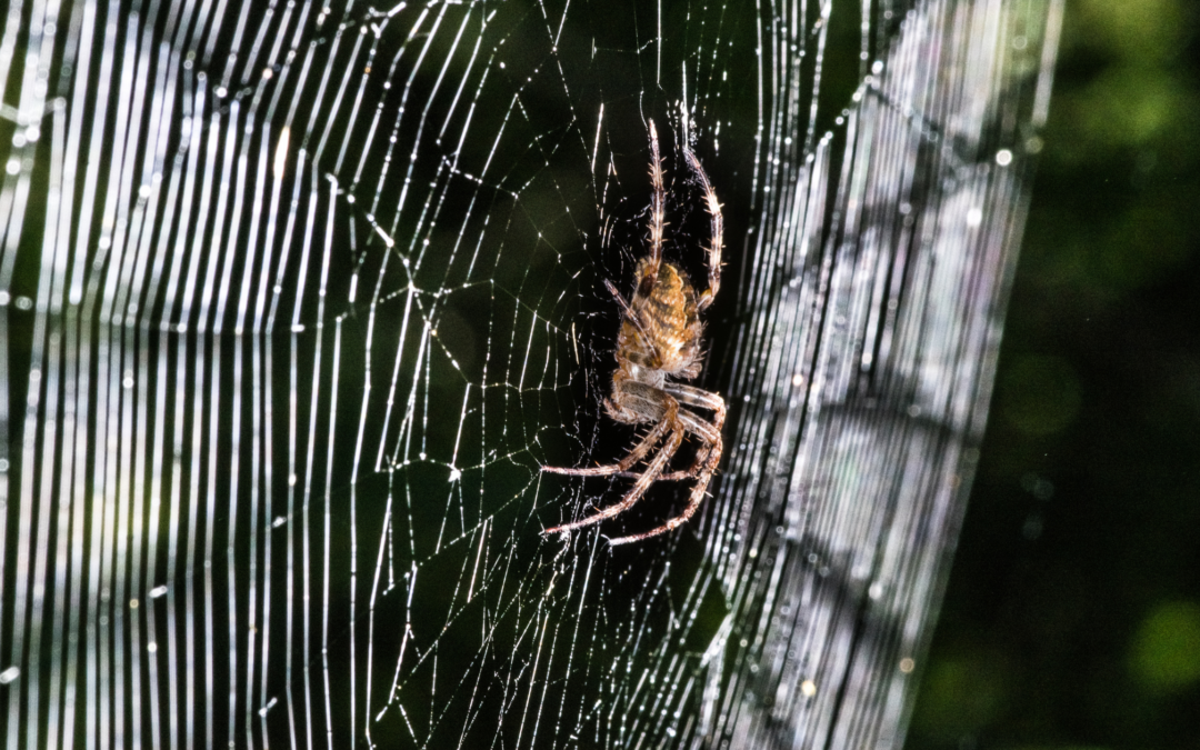 Orb Weaver Spiders: Facts, Prevention, and Control