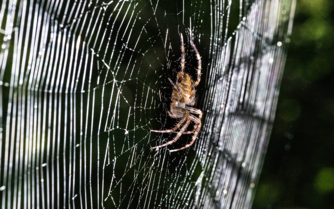 orb weaver spider