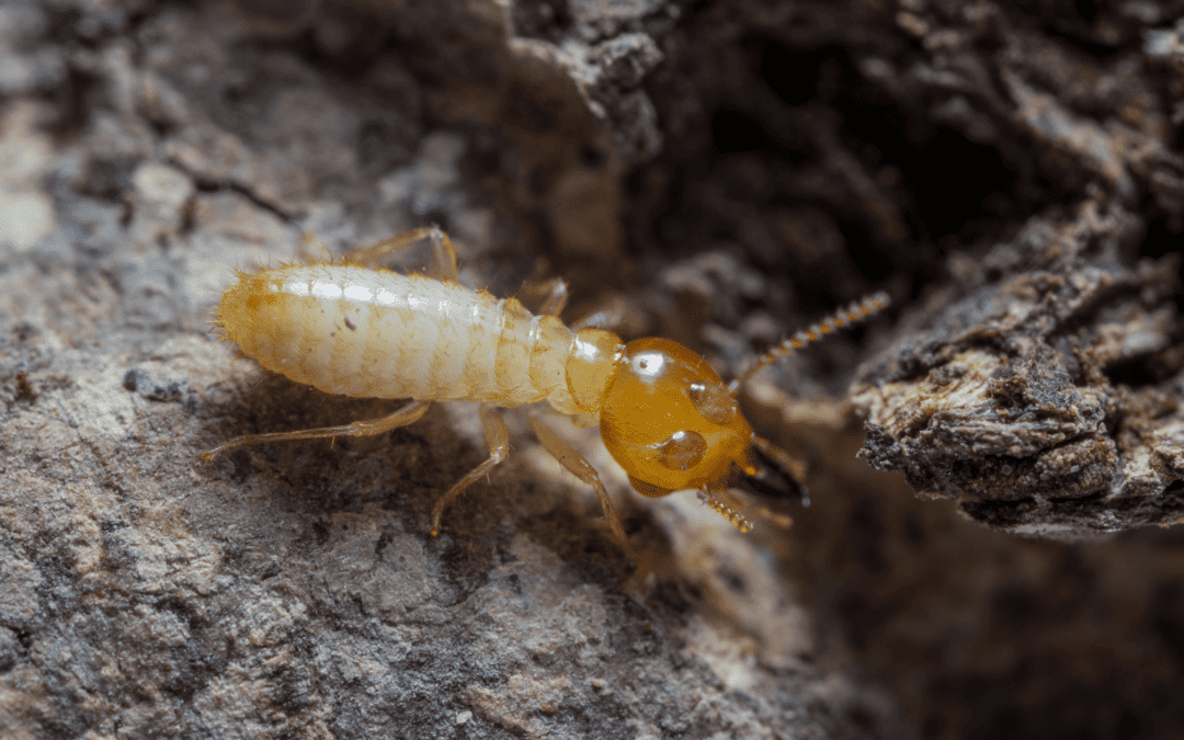 termite season