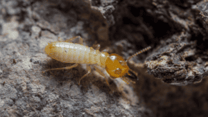 termite season