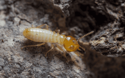 Can You Have Termites in Winter?
