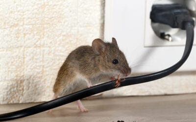 Common DIY Ways to Prevent Rodents in South Florida