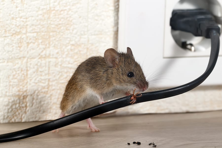 Common DIY Ways to Prevent Rodents in South Florida