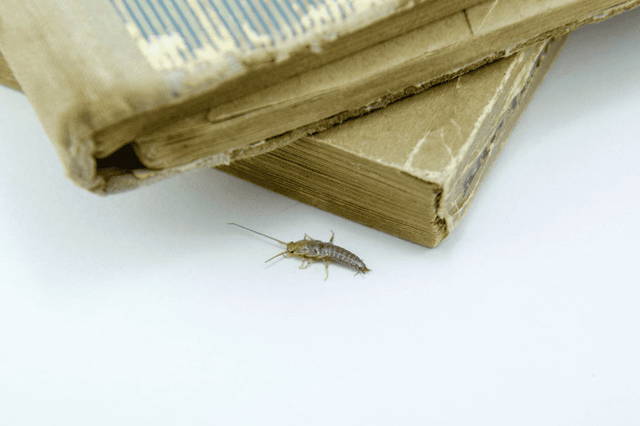 Silverfish