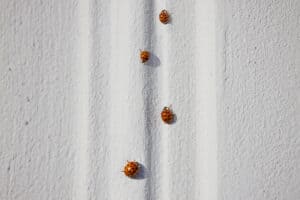 ladybug infestation