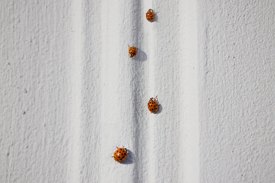 Dealing With A Ladybug Infestation