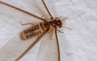 Avoid a Drywood Termite Infestation in Your South Florida Home