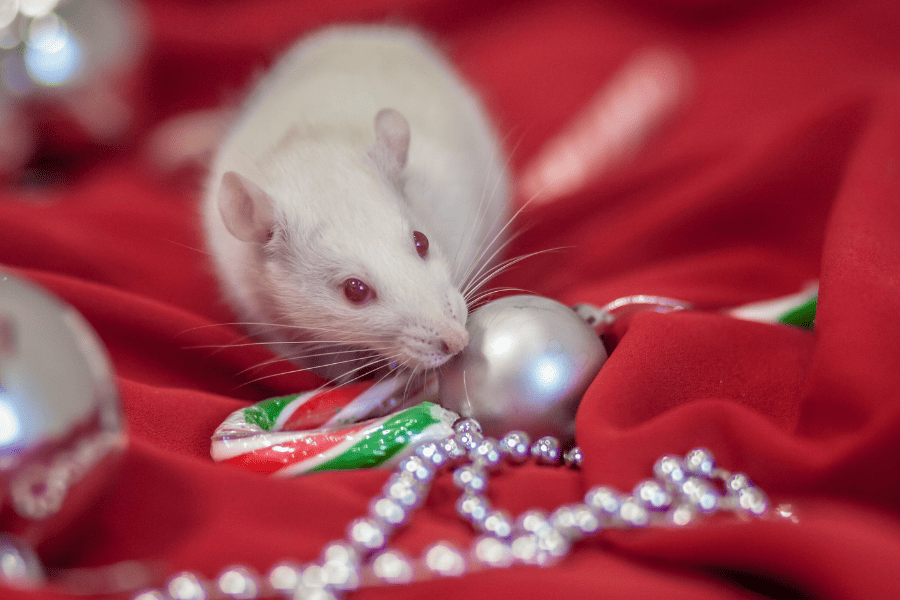Holiday Pest Control Tips for Your Florida Home