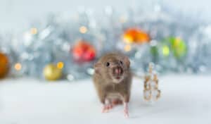 holiday pest proofing