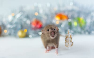5 Tips For Holiday Pest Proofing